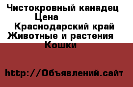 Чистокровный канадец › Цена ­ 10 000 - Краснодарский край Животные и растения » Кошки   